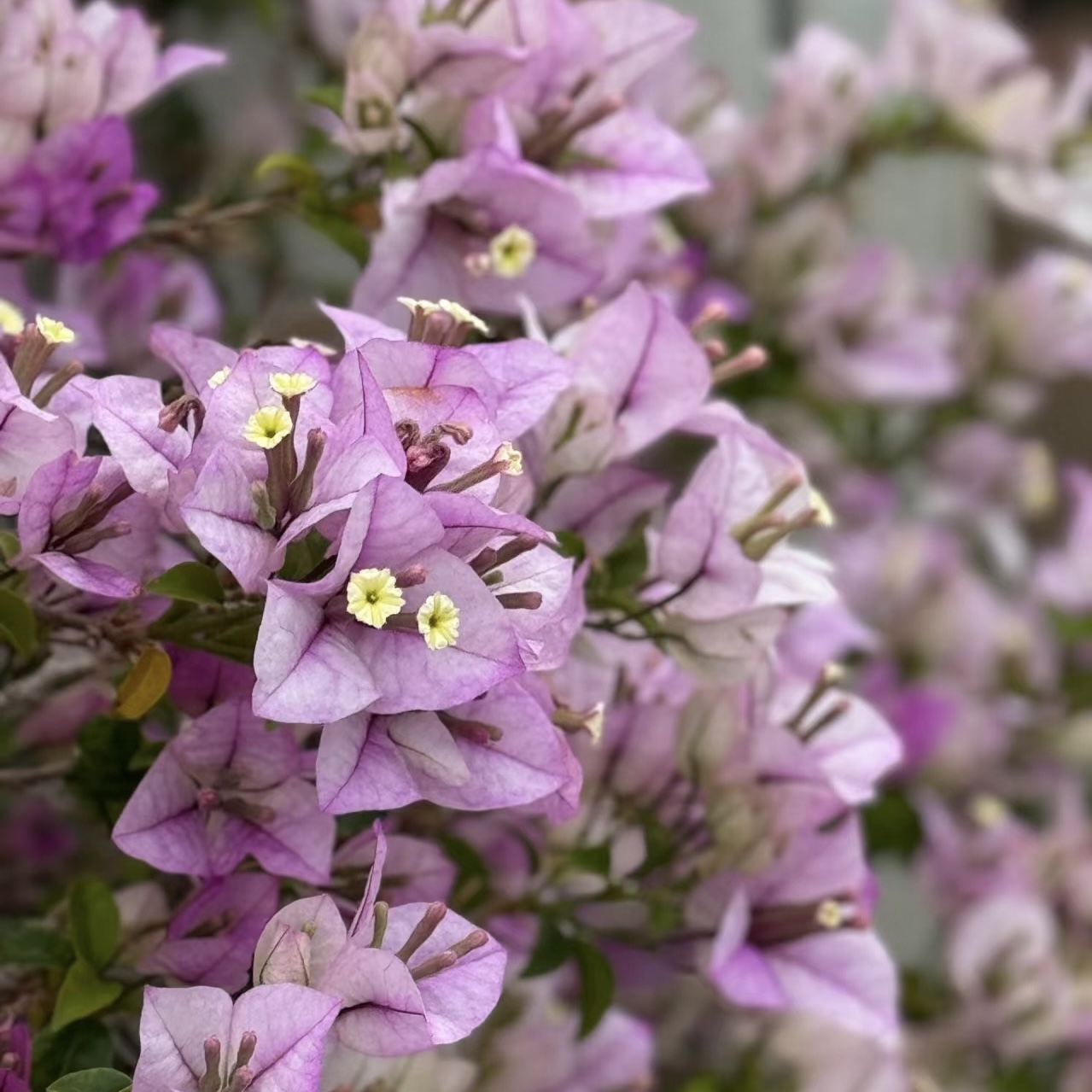 绿叶雪紫三角梅勤花耐寒耐高温飘枝爬藤勤花高级好养易活