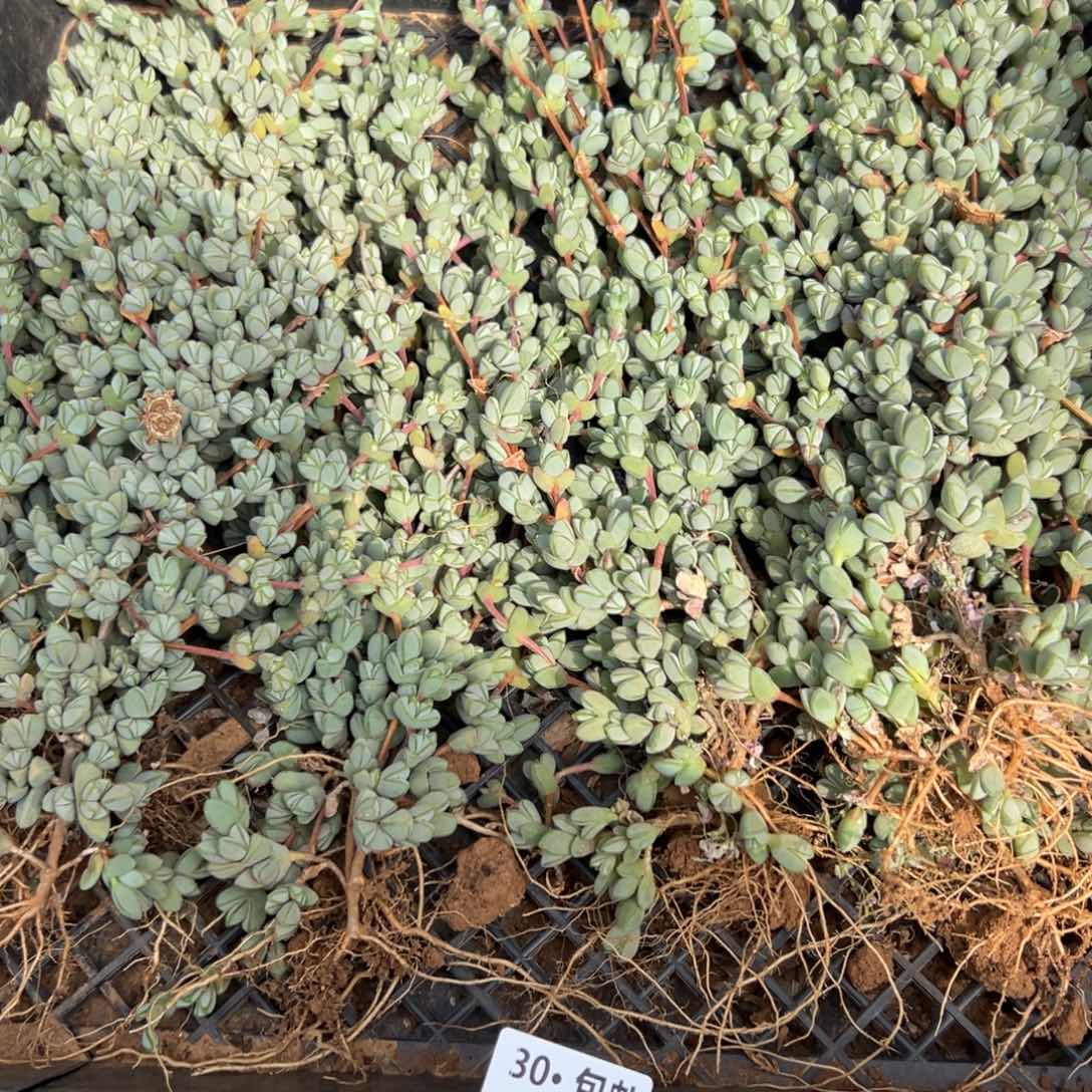536碧玉连6颗满20包邮