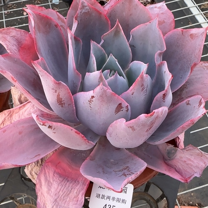 闪购精品多肉435号