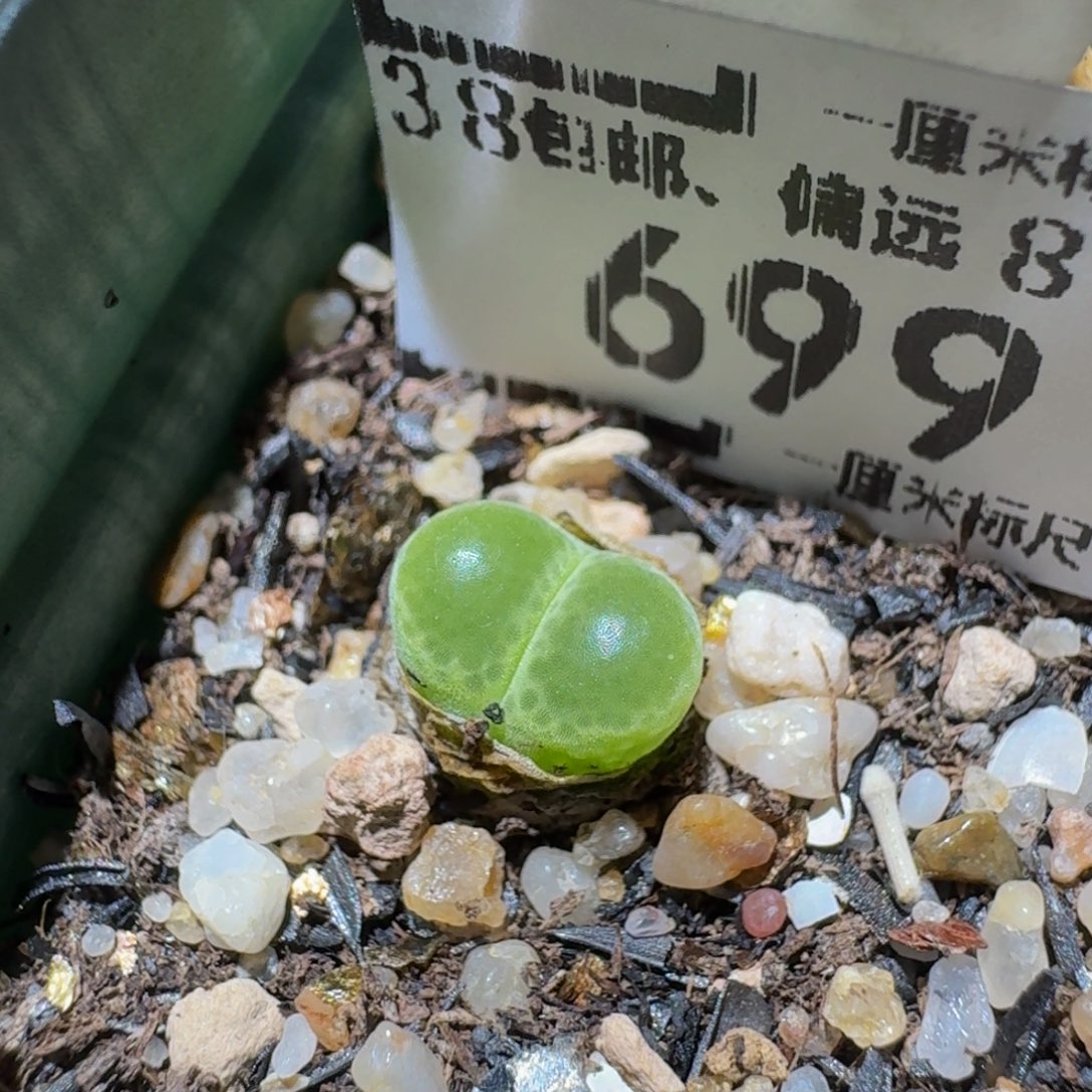 zzzz生石花肉锥699