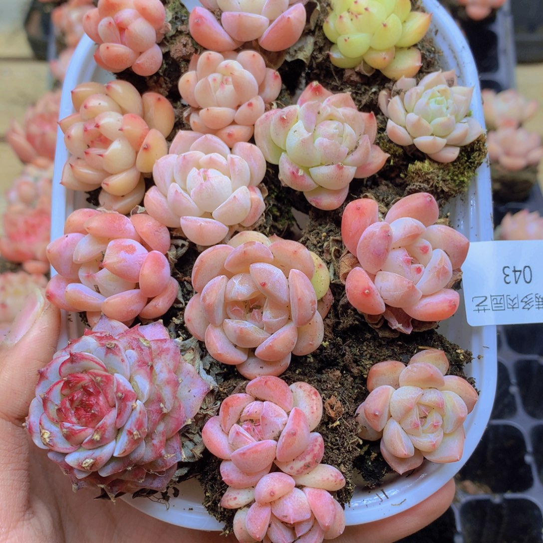 我要去看你的演唱043