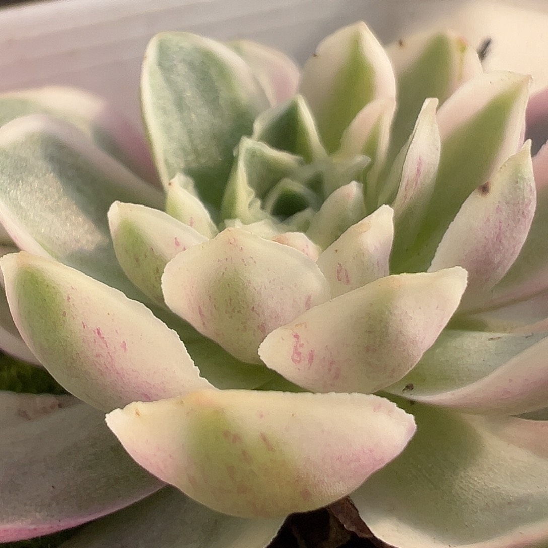 山地玫瑰锦秋夕915号