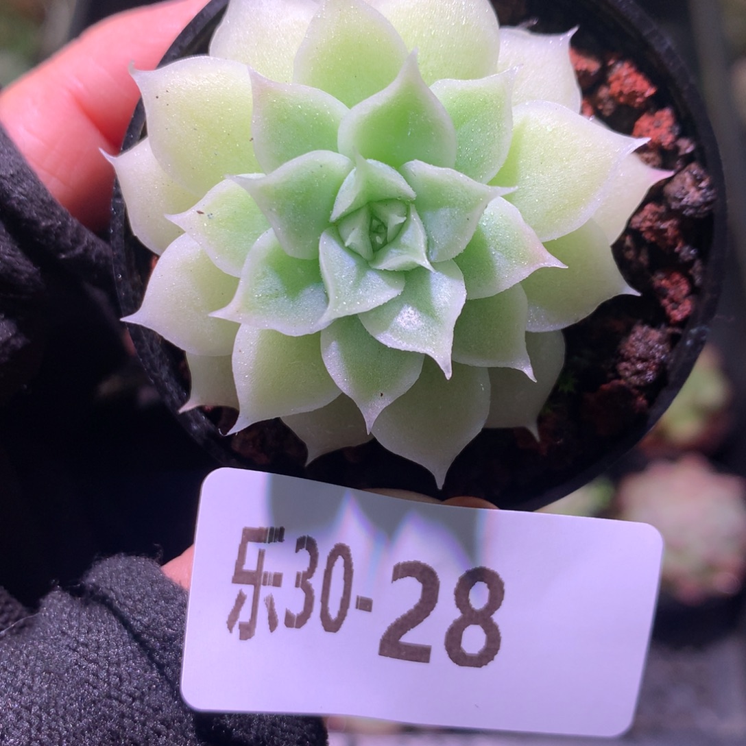 乐然30-28 麦秆单头