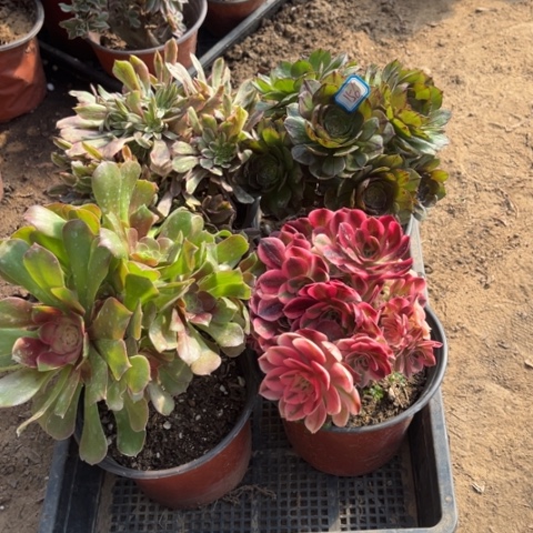 157多肉植物组合