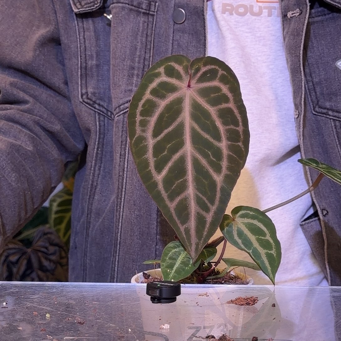 完全开放F634织梦者杂SKG灰