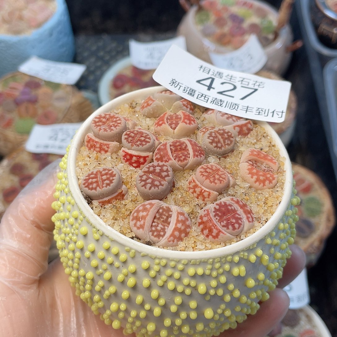 相遇生石花链接427