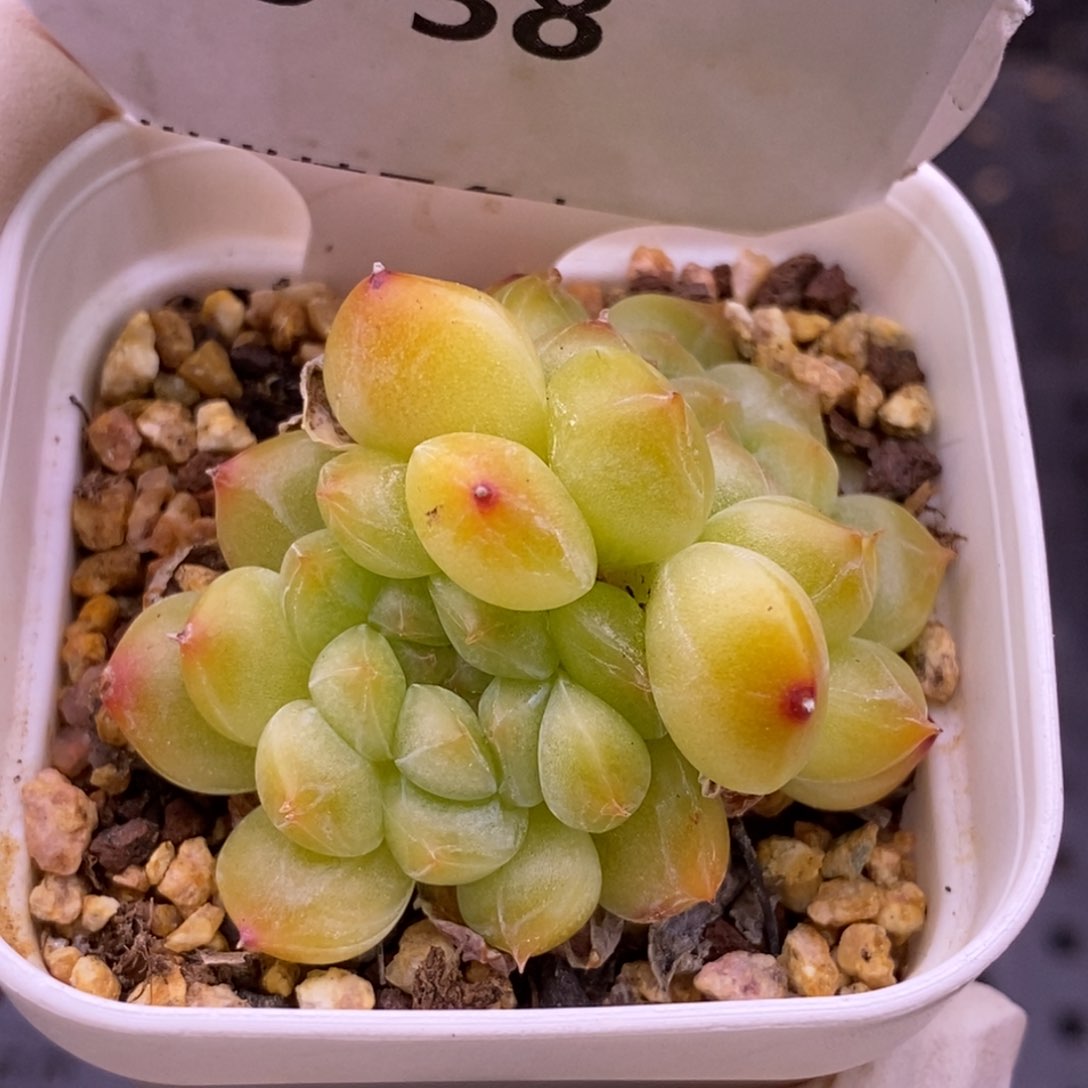 【闪购商品】08-38