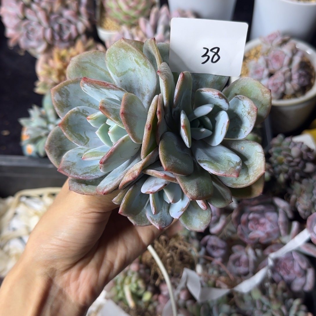 韩版奶茶3头一物一拍38