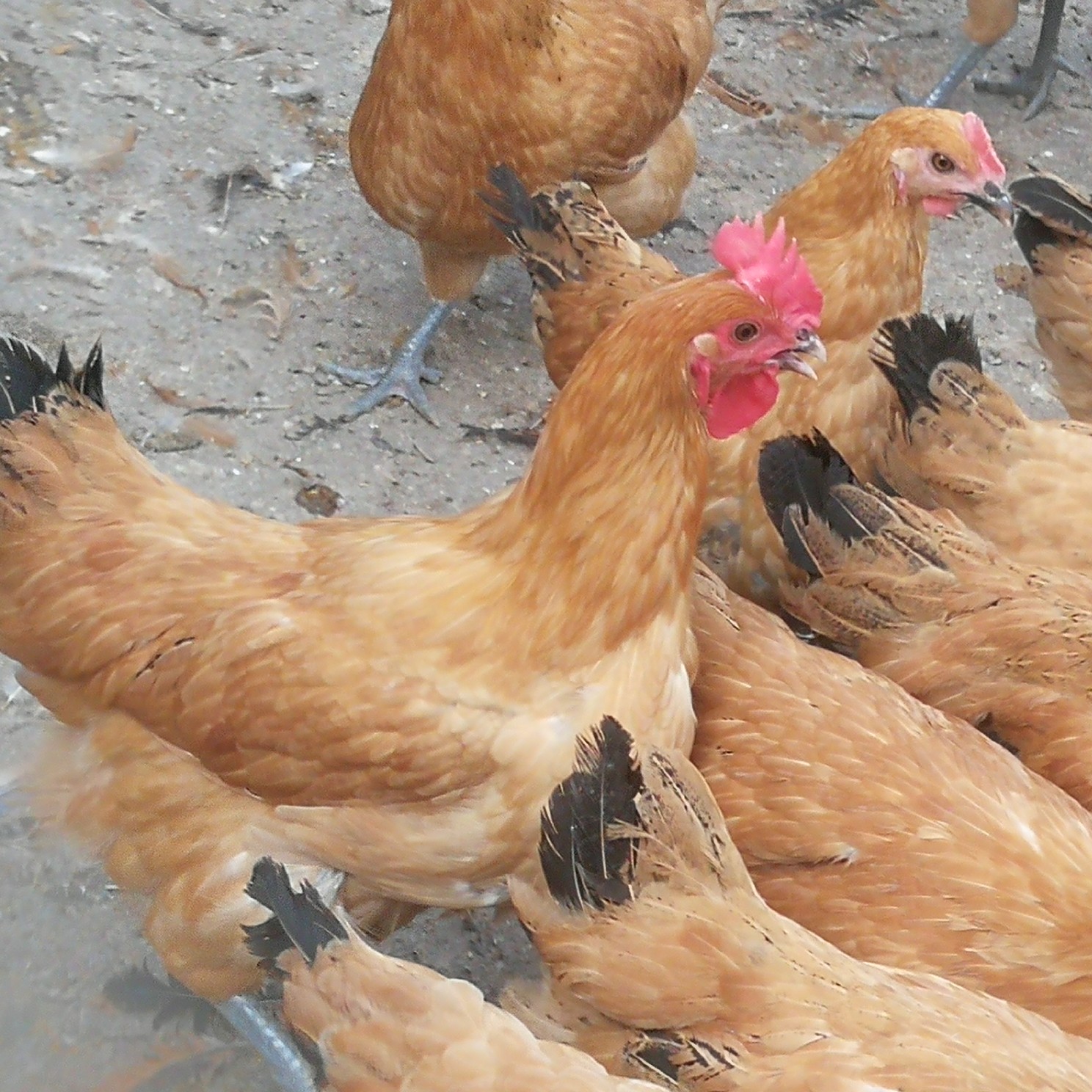 淮南草成年产蛋鸡品种 宠物鸡 包邮到家