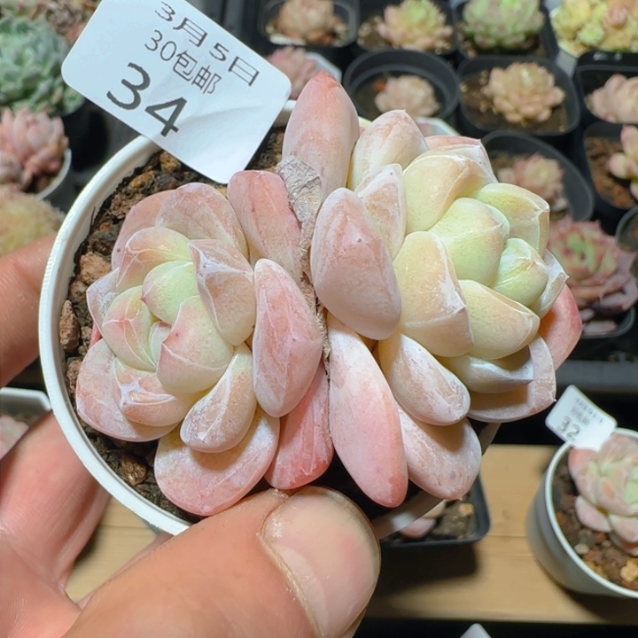 双头老桩冰玉一颗脱土