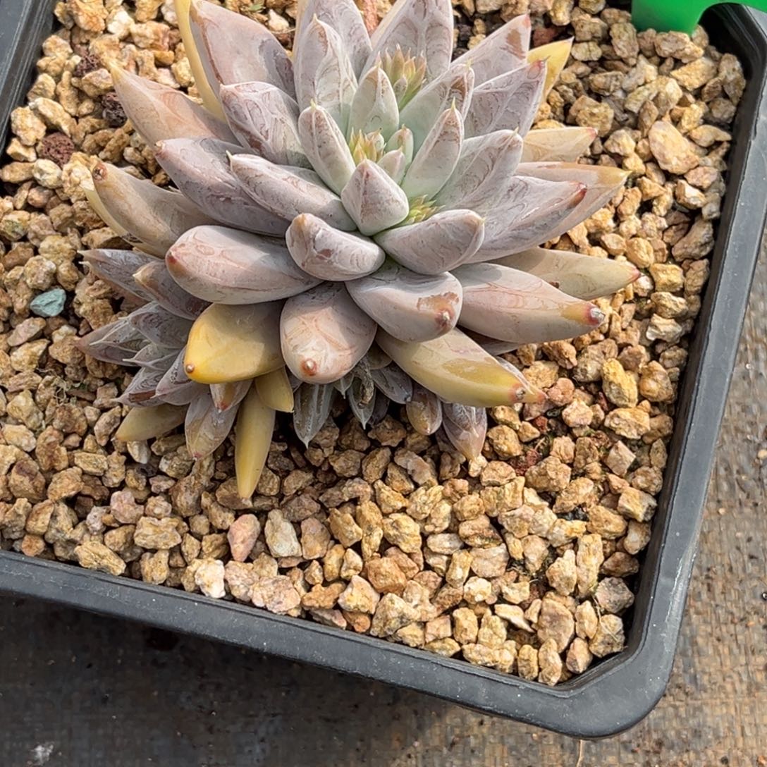 ****奇0727号上午多肉植物群生多