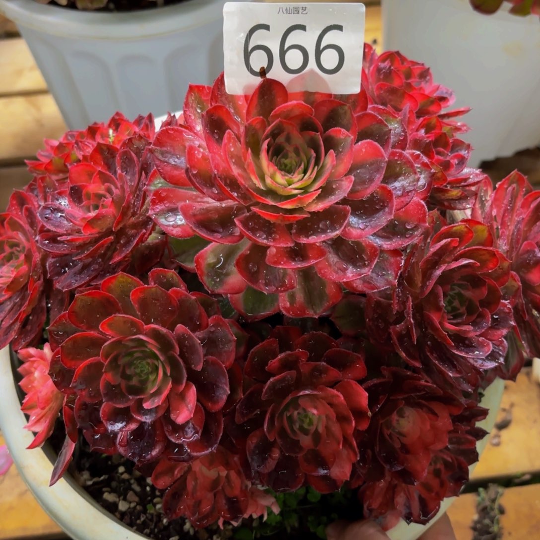 666多肉植物黑膜锦