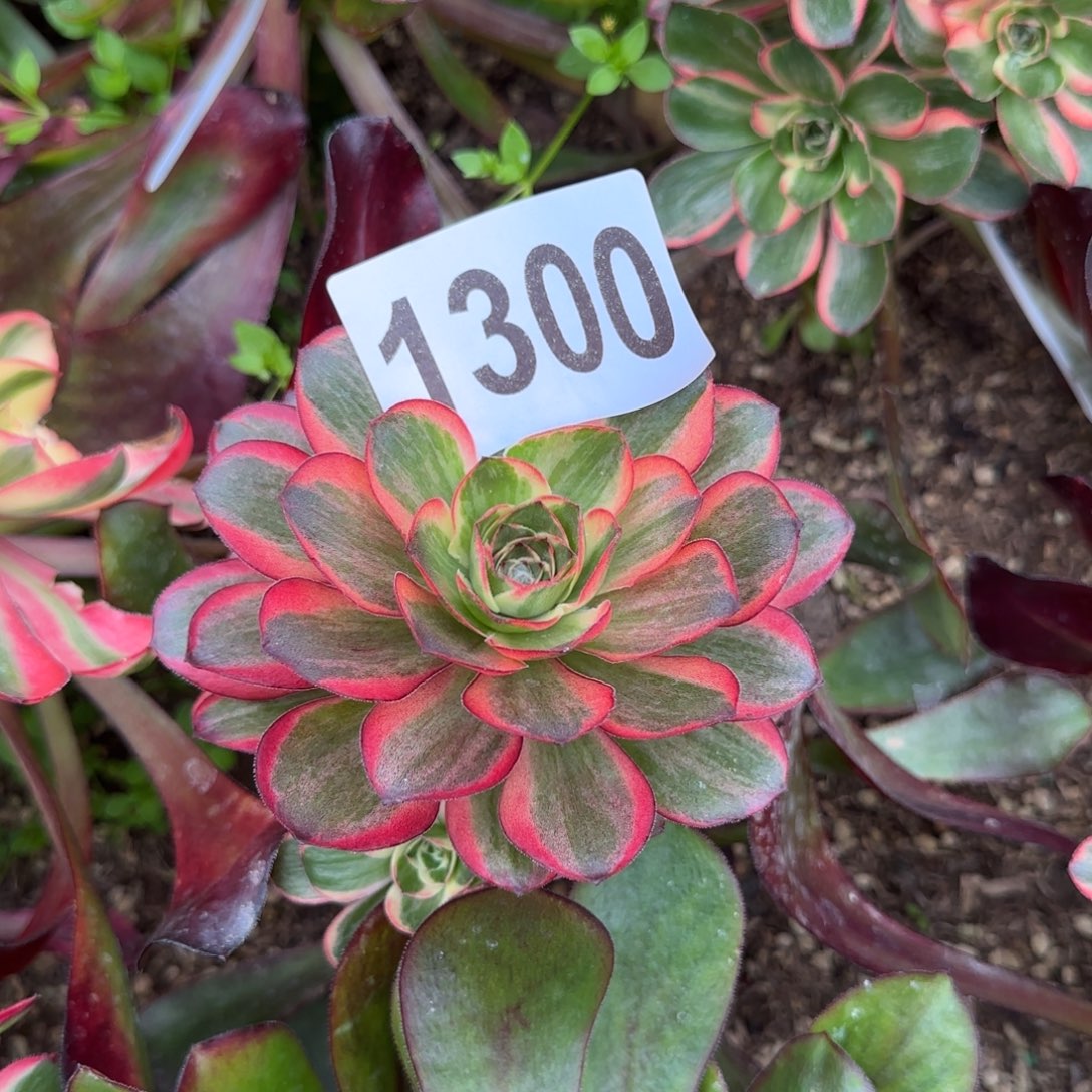 1300-3多头多肉植物