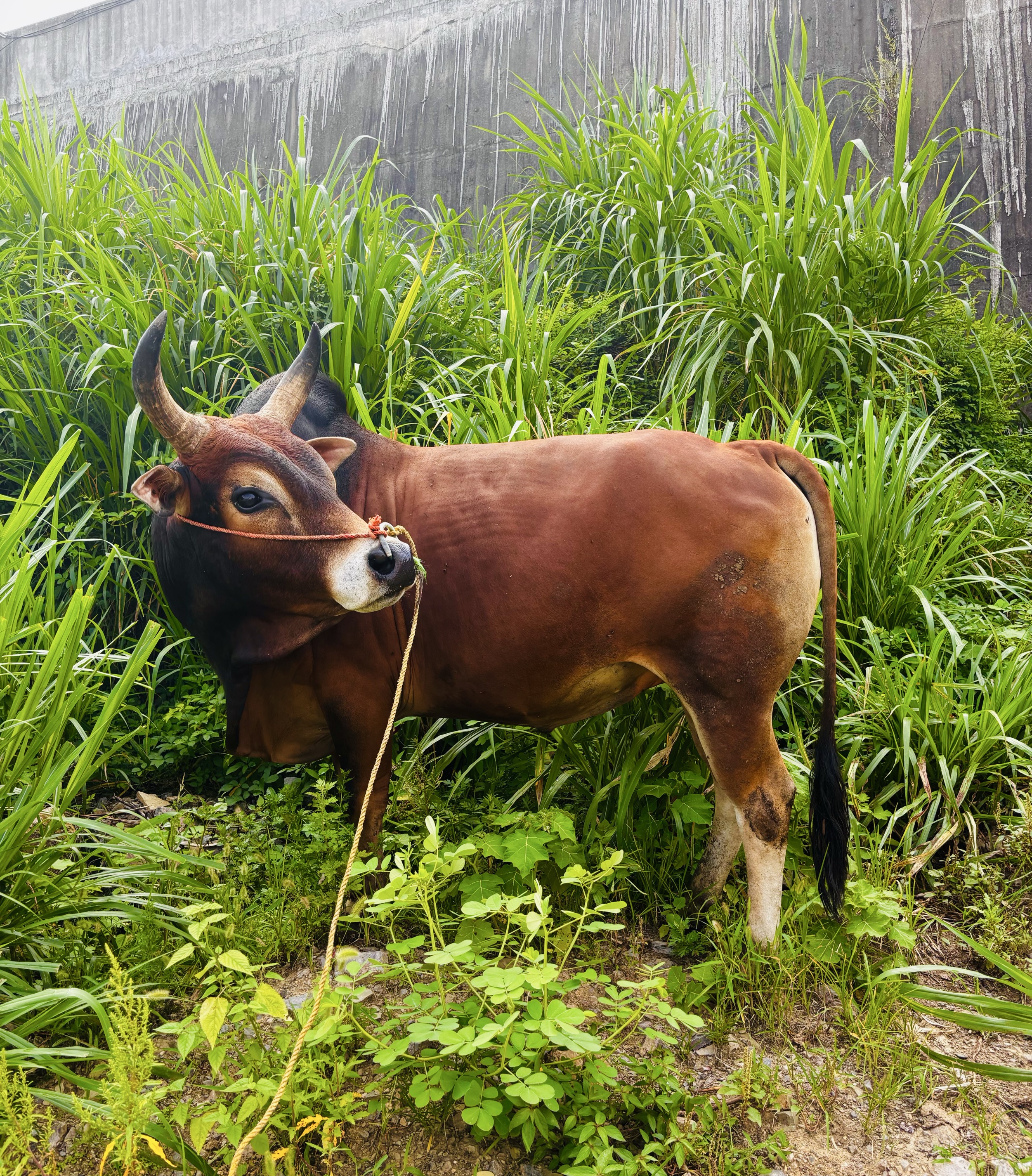1号牛肉“改价链接"一物一拍贵州老品种土黄牛肉