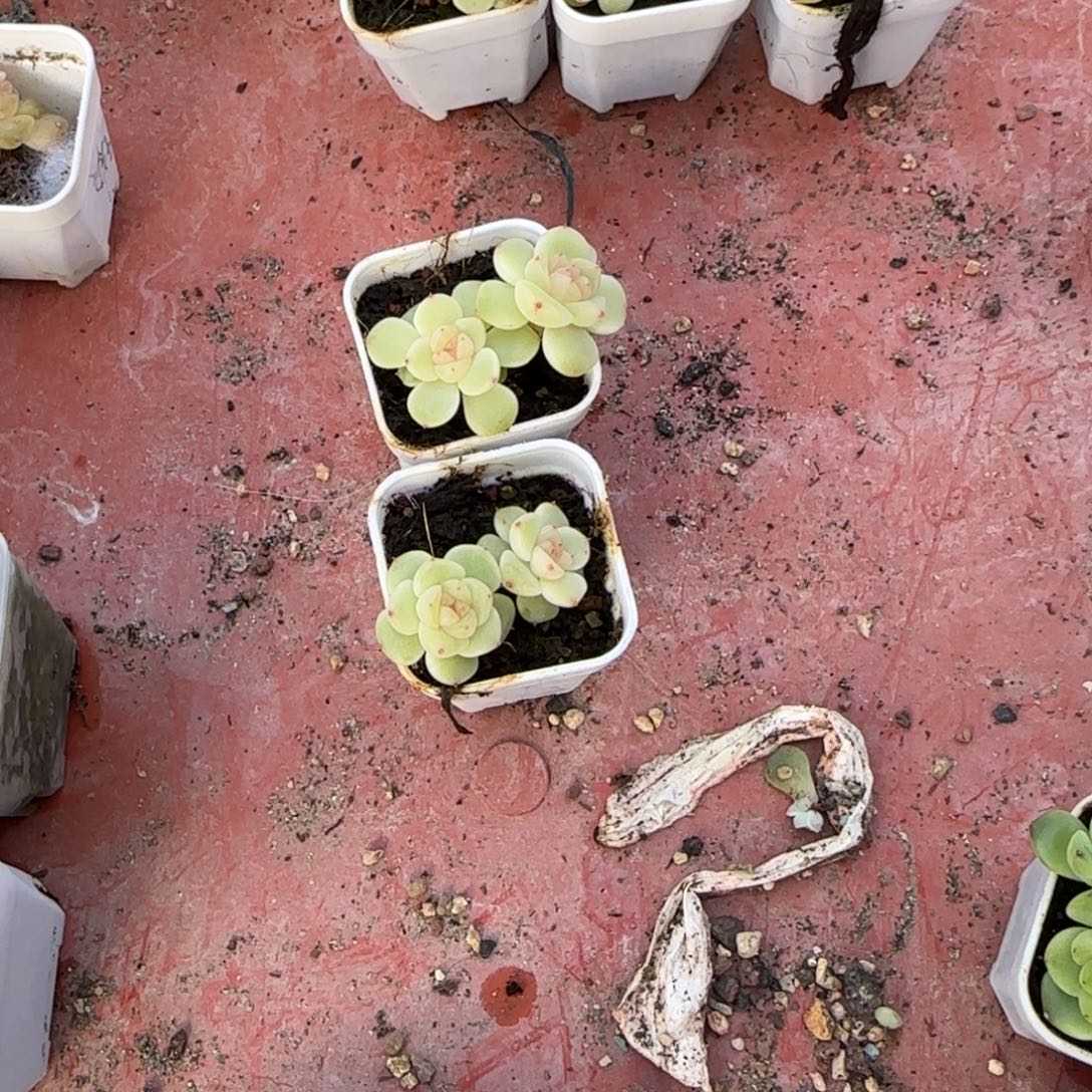 628双头盆一个满25包邮