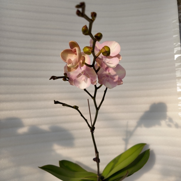【威尼斯】3.0寸 带花带花苞