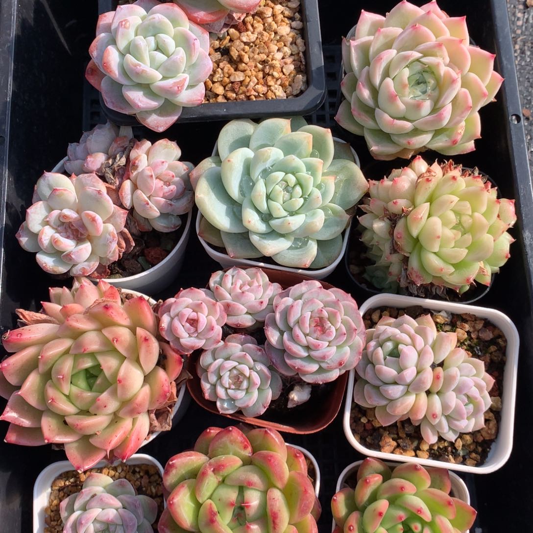 1213-21 套餐一组