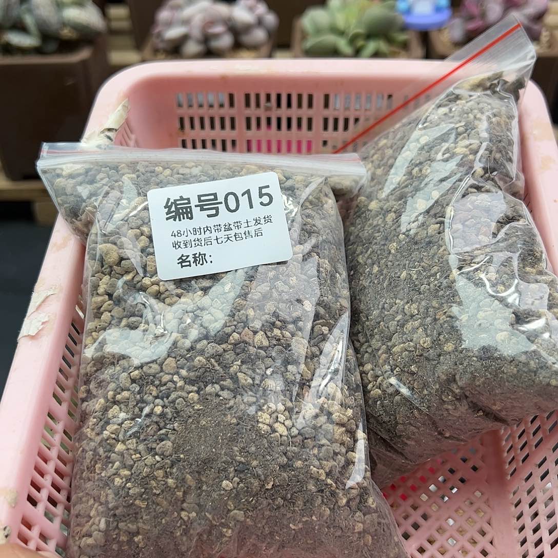 非*015颗粒土多肉植物