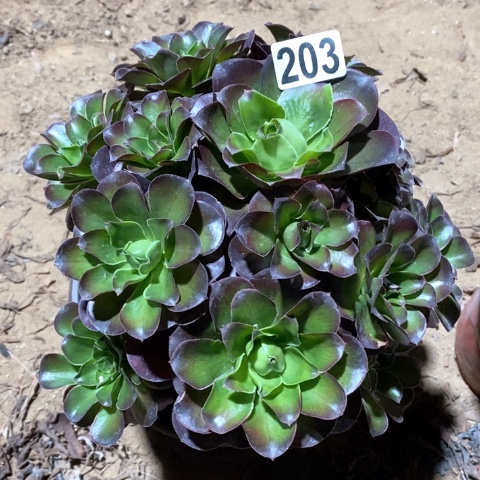 203魅金玫瑰十八包邮偏远勿拍