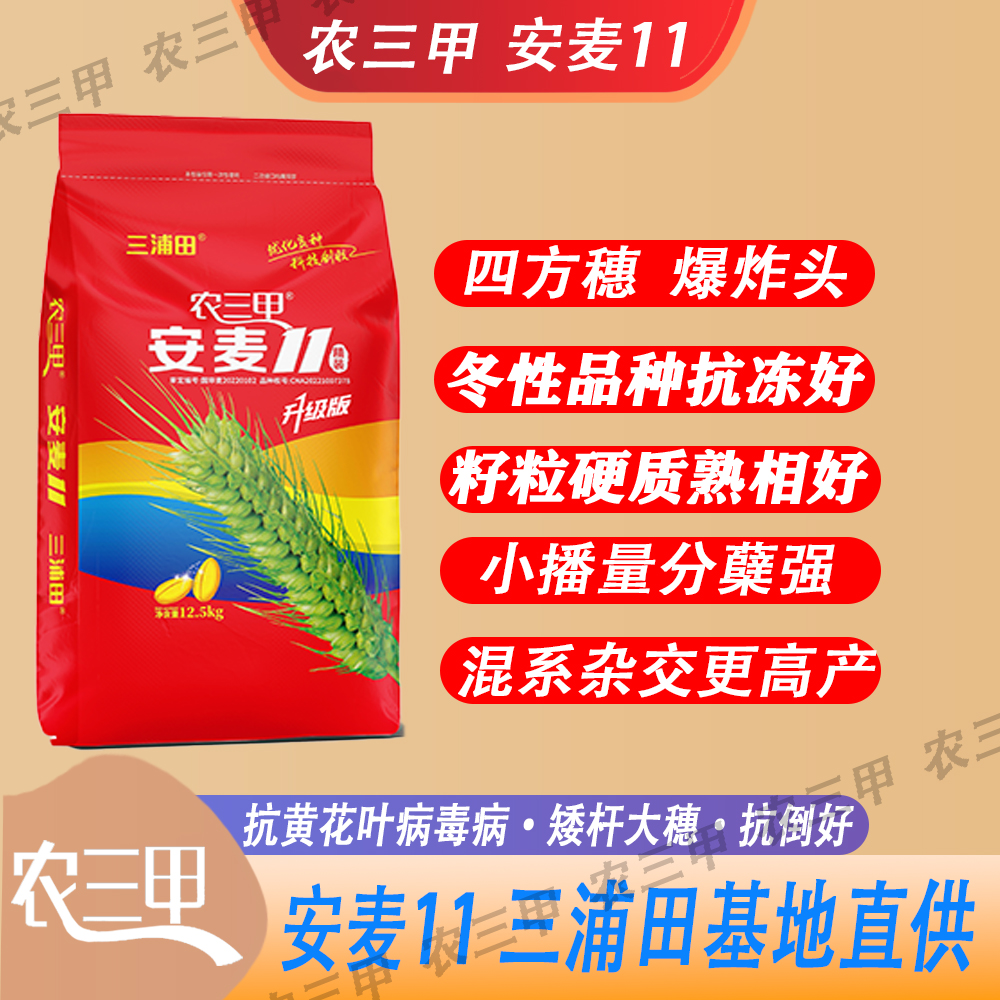 农三甲安麦11（大华）矮杆大穗 高产耐旱产量高