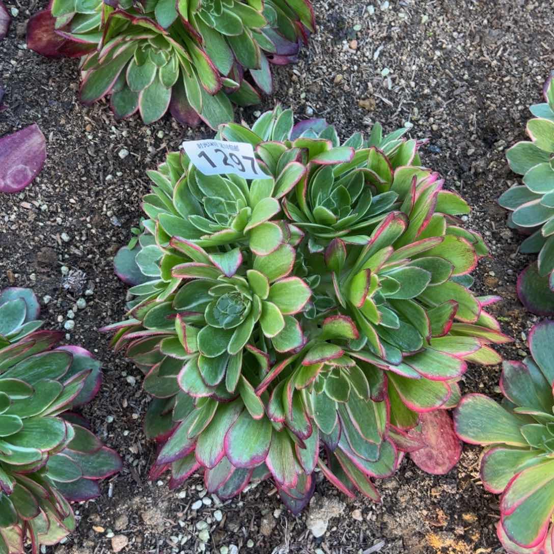 1297粉花妖绣球多肉