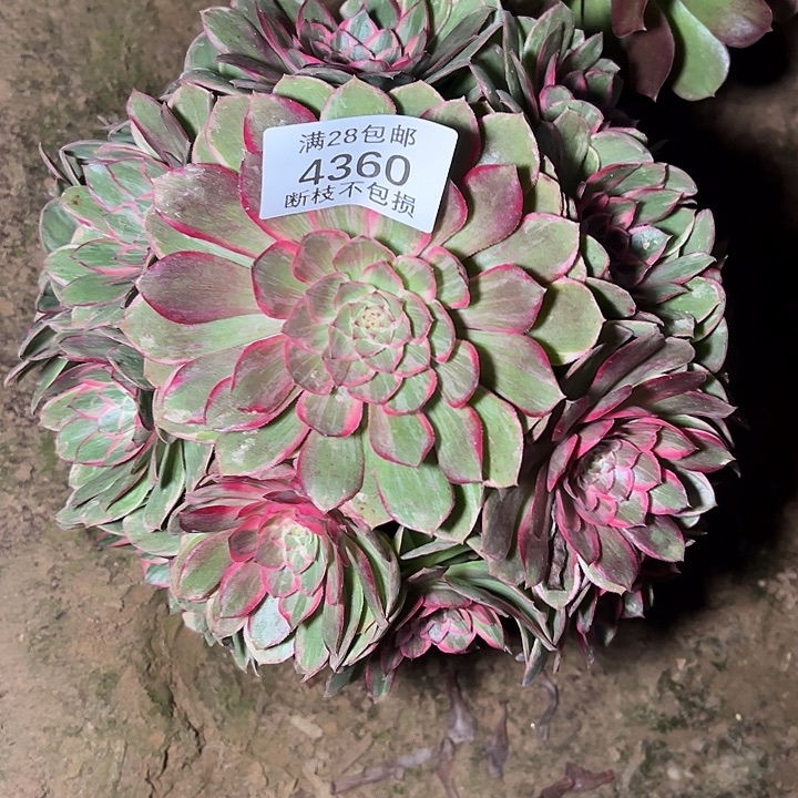 4360莲花座多肉植物