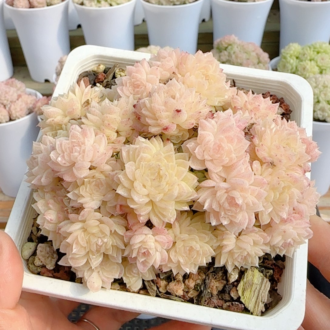 1227-65（优选麦秆）