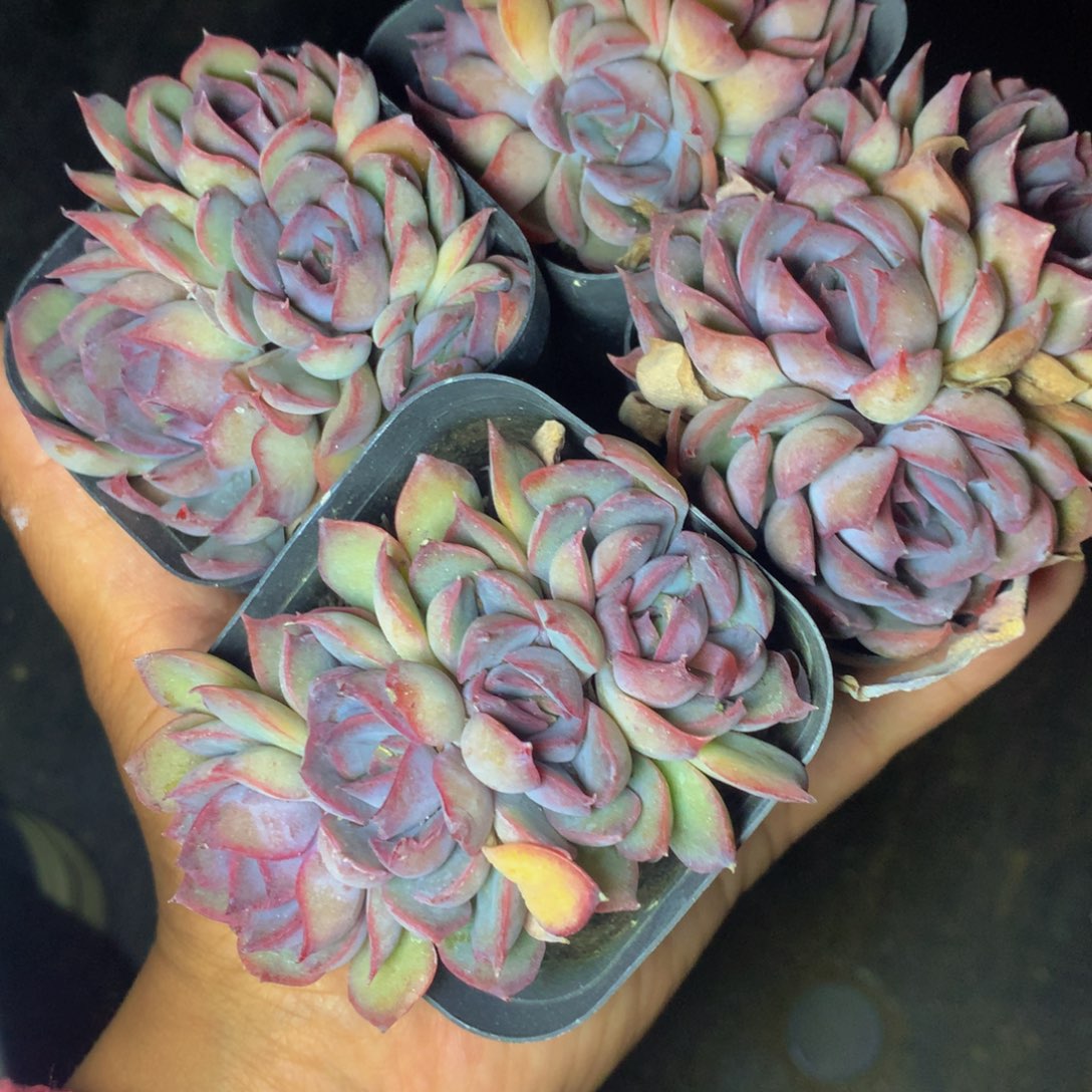 暗冰群。2颗 （满9.99包邮不满9.99发叶子）