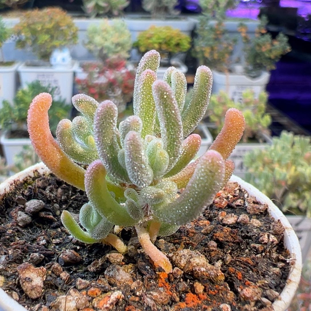 29-781橙叶白锦迷你型五圆盆