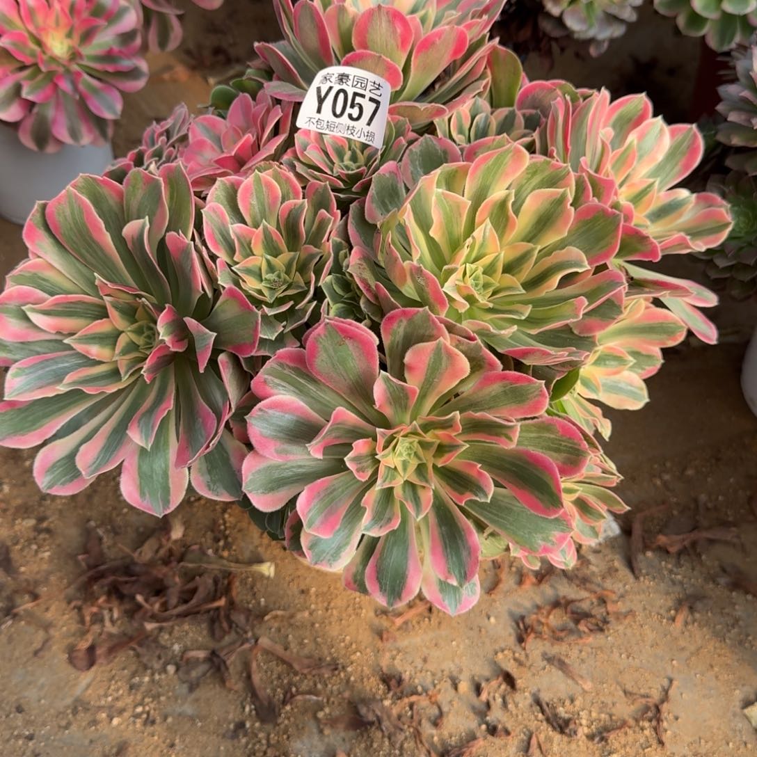 057粉女妖官服30左右2