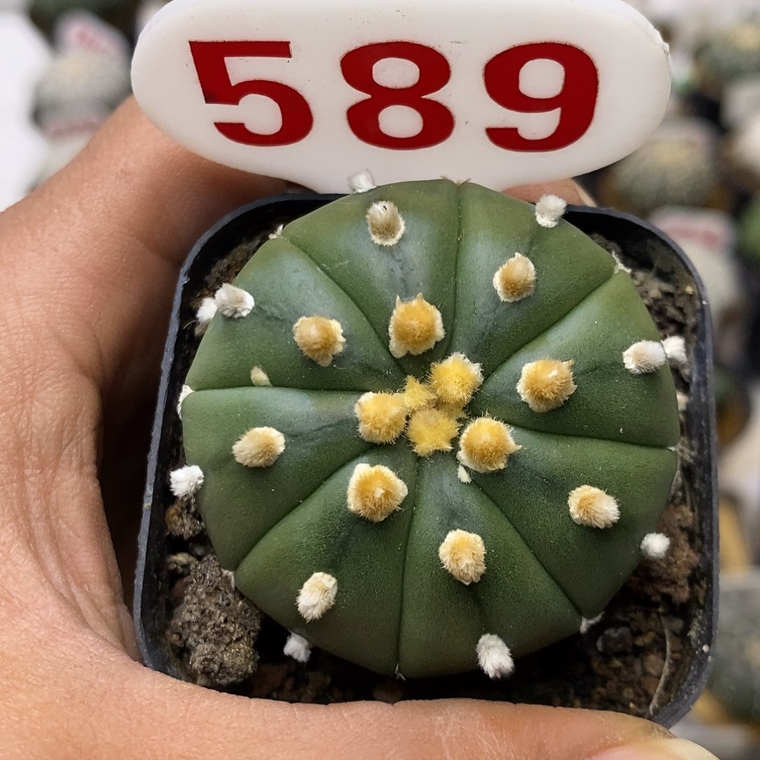 589福利特价来了哦亲