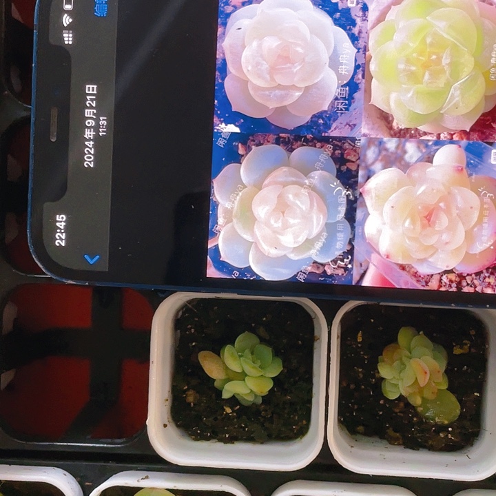 荔枝中苗中盆一个满25包邮