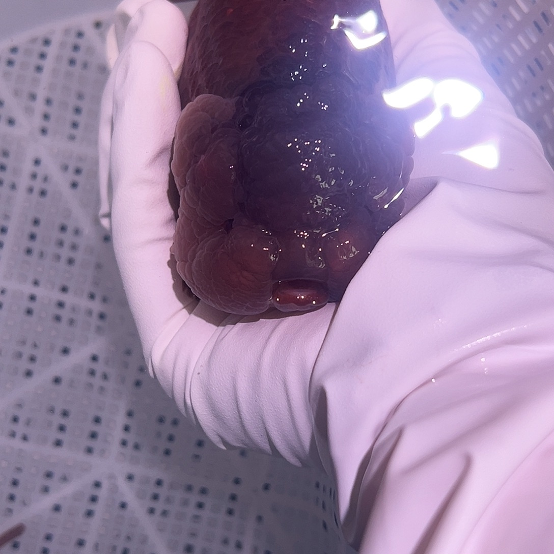 金鱼可爱兰寿紫兽