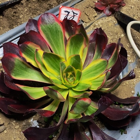 红魔女法师法师88链接