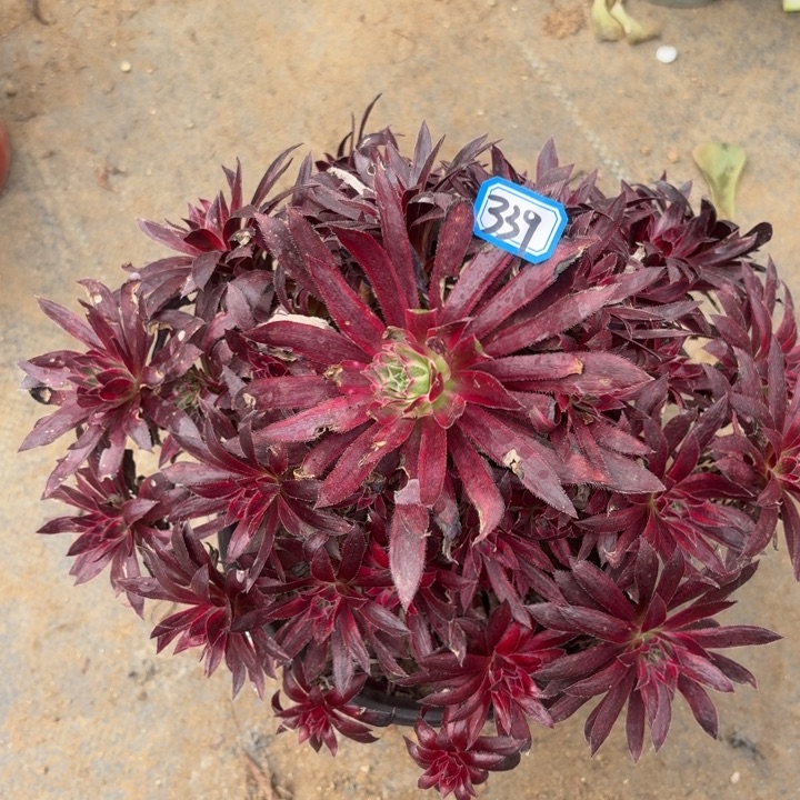 杨*伊孔雀超白有断枝瑕疵339