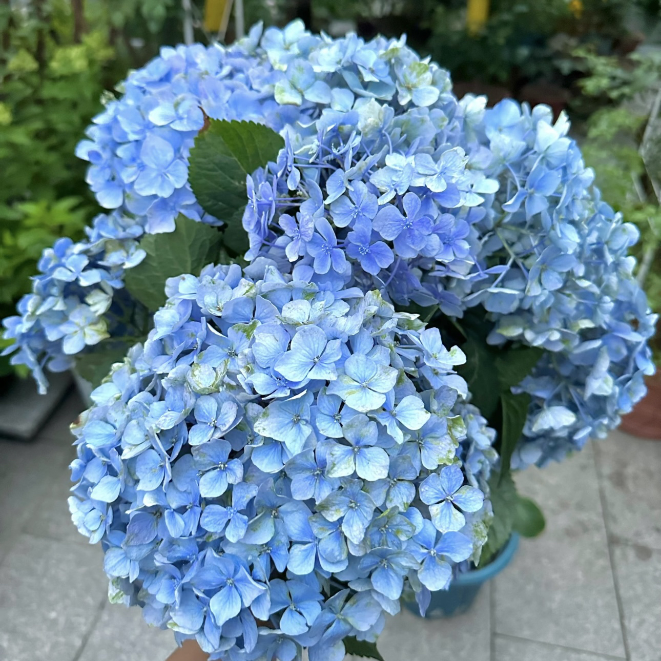 【大海蓝】大花绣球 多季节开花植物多年生 花量大庭院阳台易养护