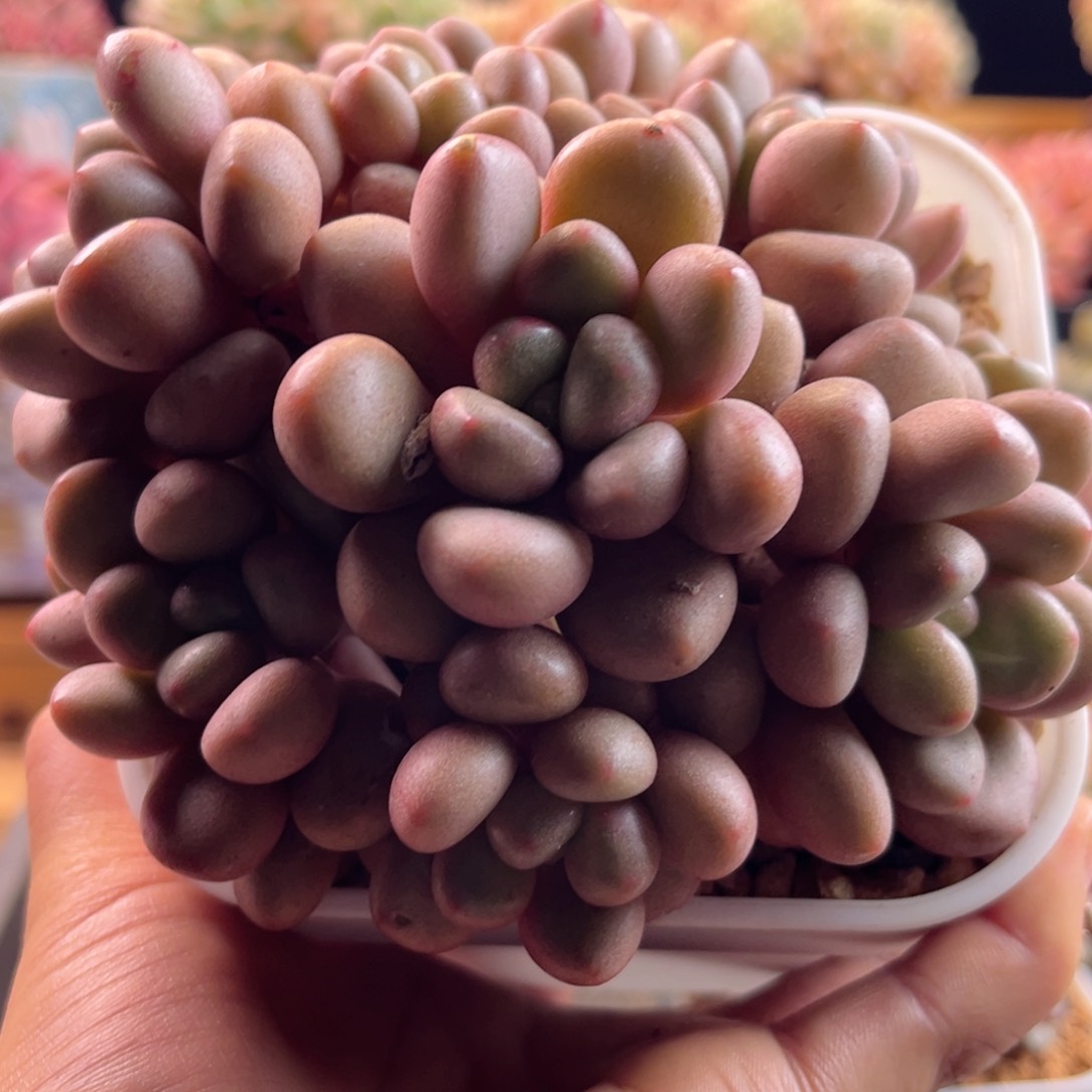 2.10-15先锋派1111111