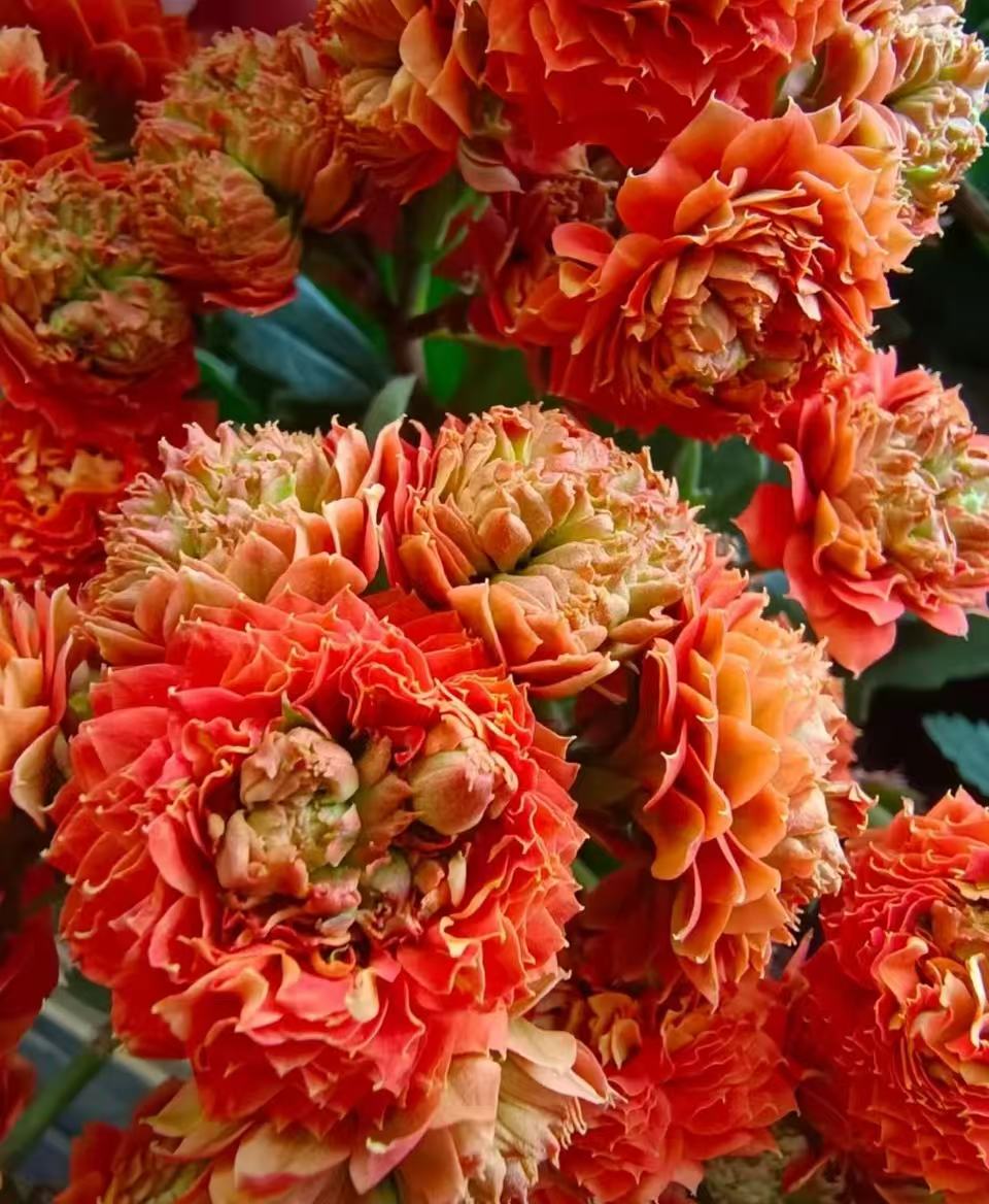 《锦鲤猫》130盆长寿花