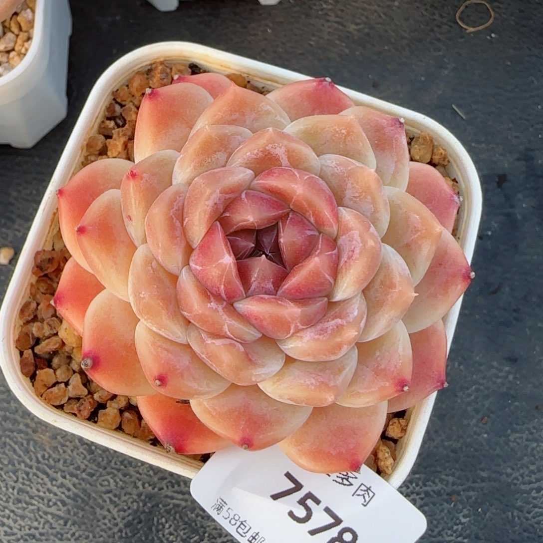 巧克力冰魄，7579