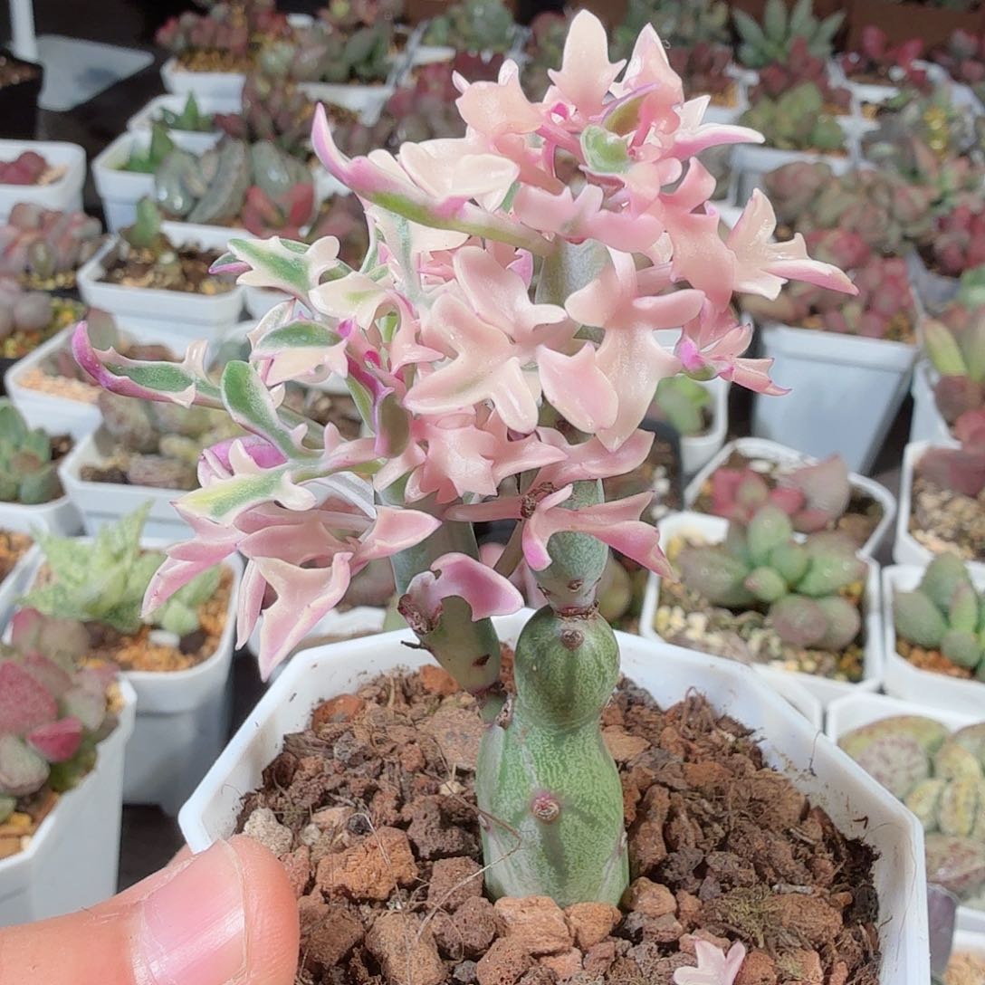 仙人笔       块根