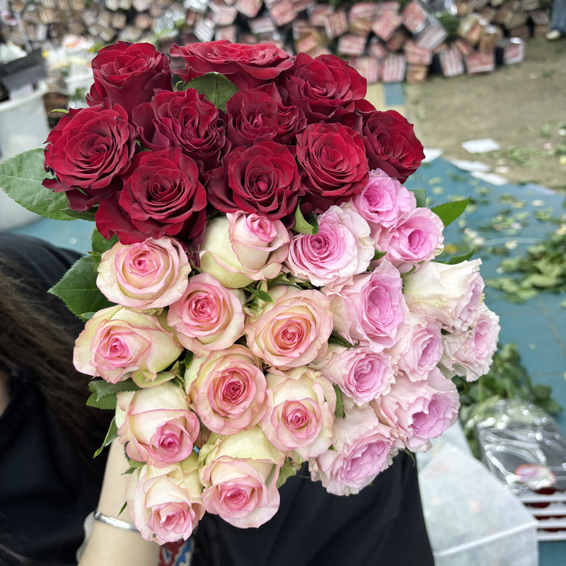 【玫瑰组合】单头玫瑰新鲜鲜花花束云南鲜花基地直发适合客厅装饰