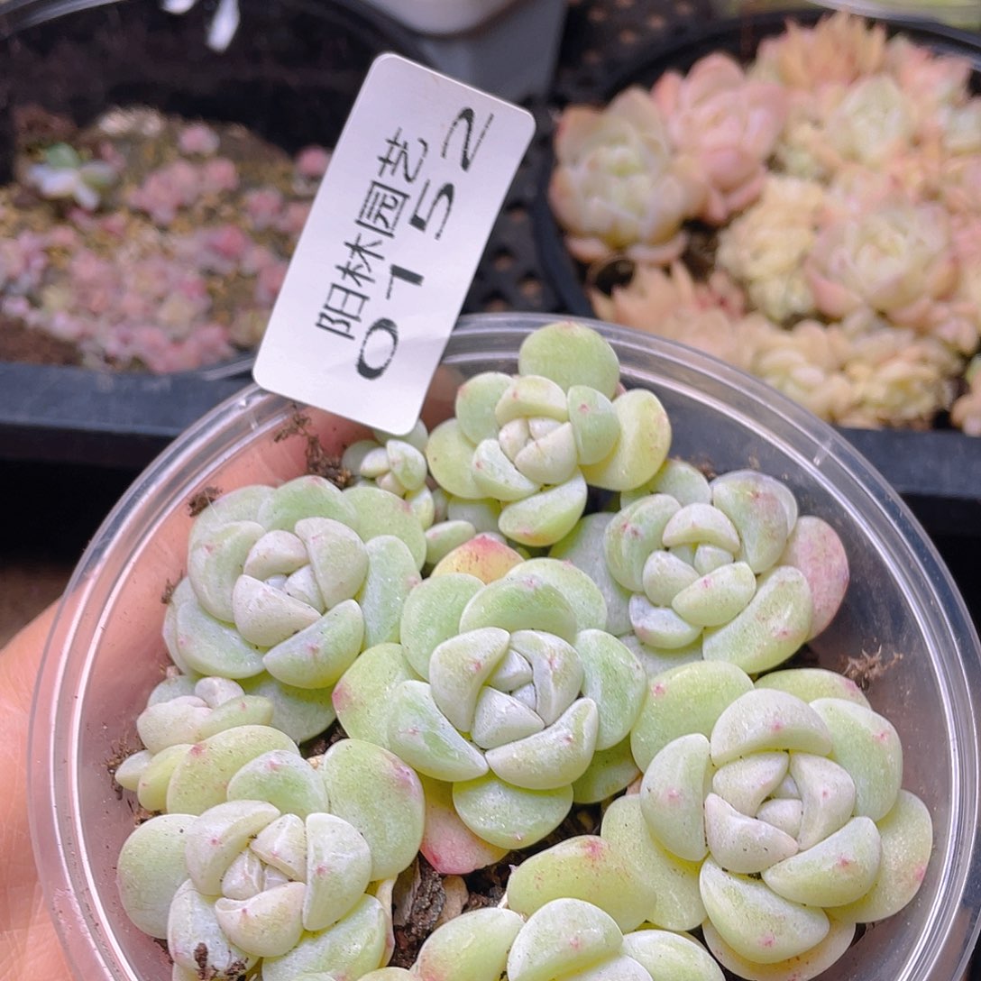 多肉植物多肉植物152