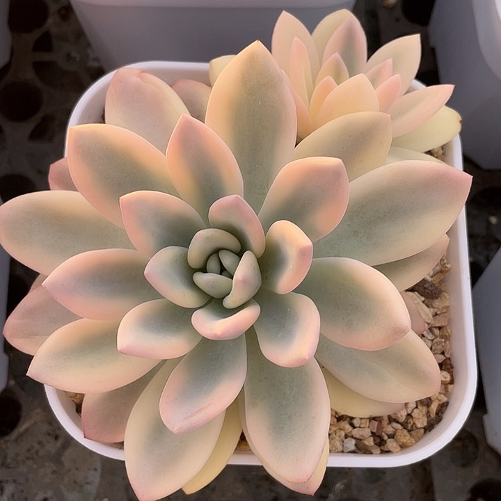 奥普锦一物一拍锦龙