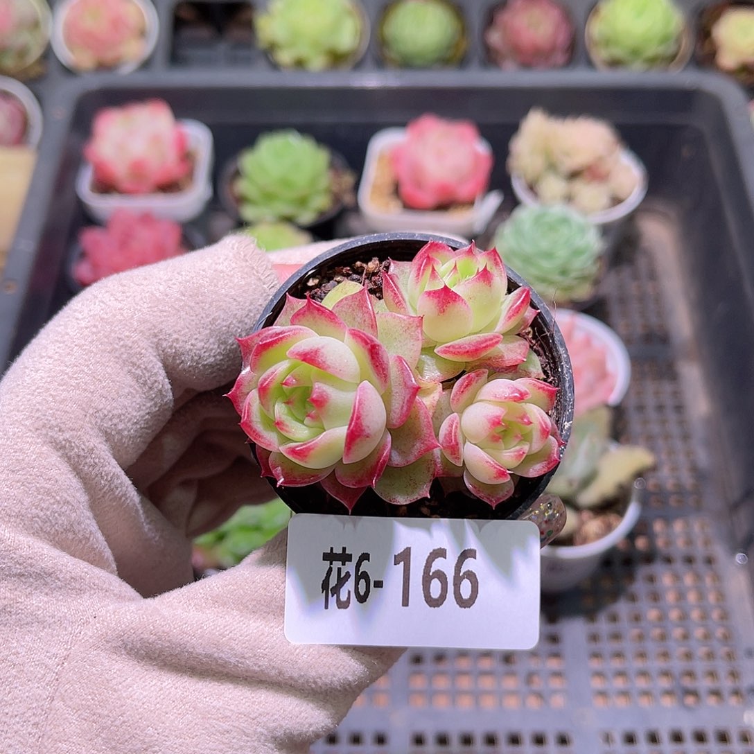 花利美6-166新品