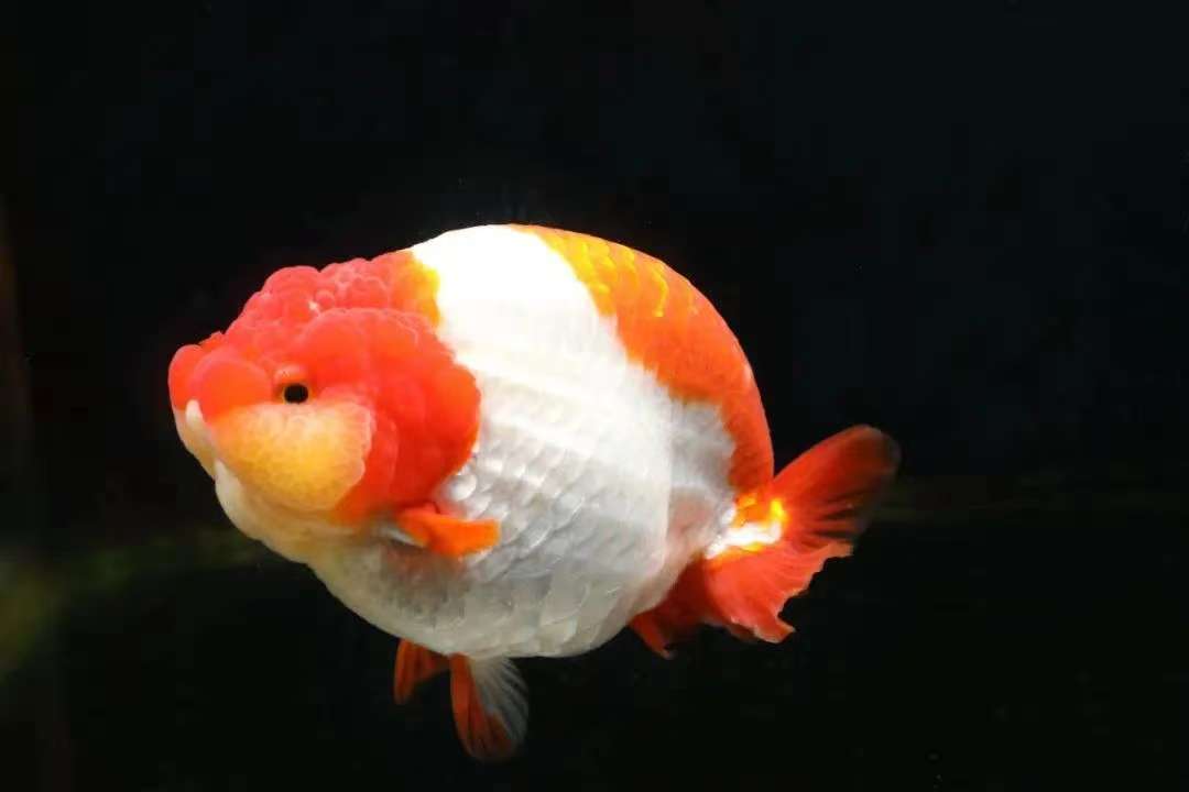 兰寿金鱼兰寿观赏鱼（补差价、颜色、品相以直播间为准）