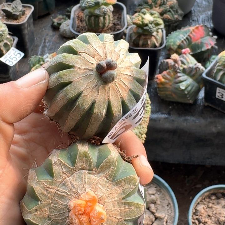 532蛋尤533哥斯拉锦