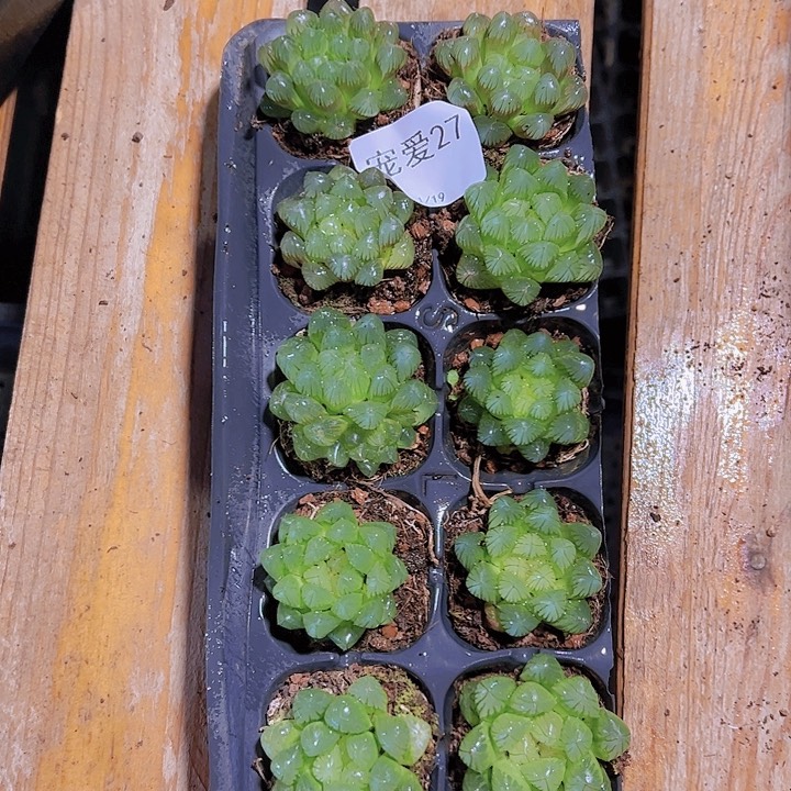 直播福利一物一拍27