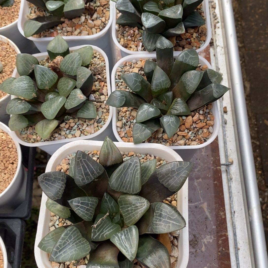 熙***园五颗实生克一物一拍