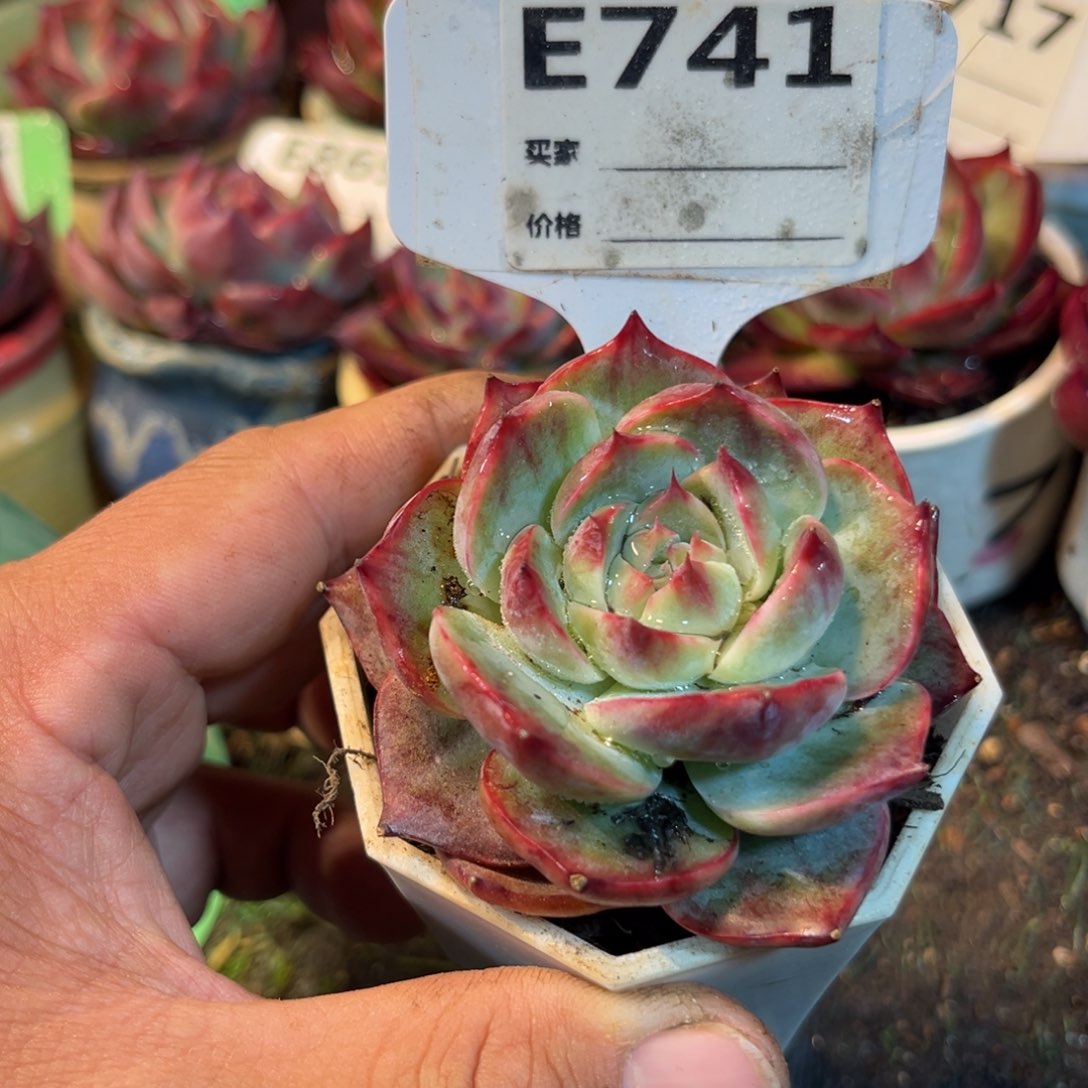 惊鸿一瞥741号多肉