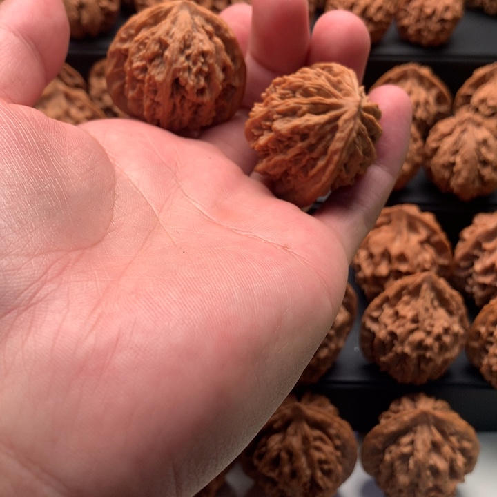 其他核桃福**照秦岭的森林中也